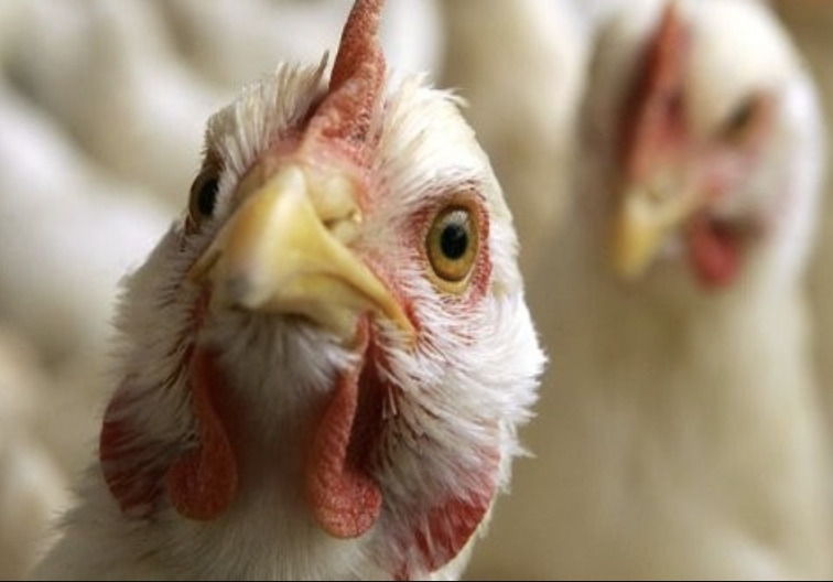 Will Bird Flu Be The Next Pandemic?